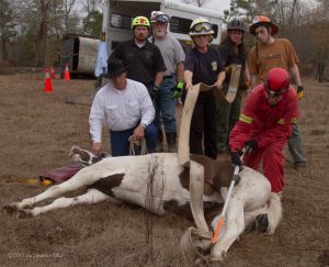 Technical Large Animal Emergency Rescue Class